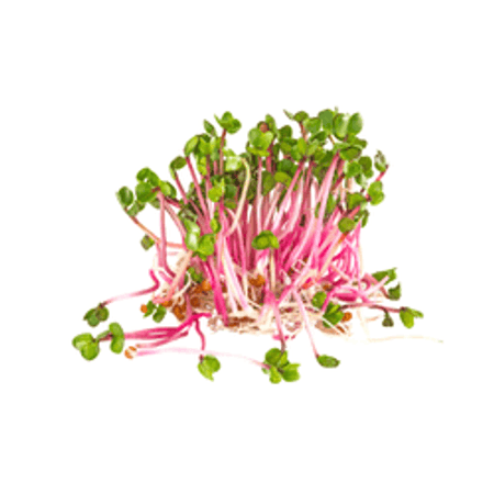 Kiełki rzodkiewki 50 g PL (szt)