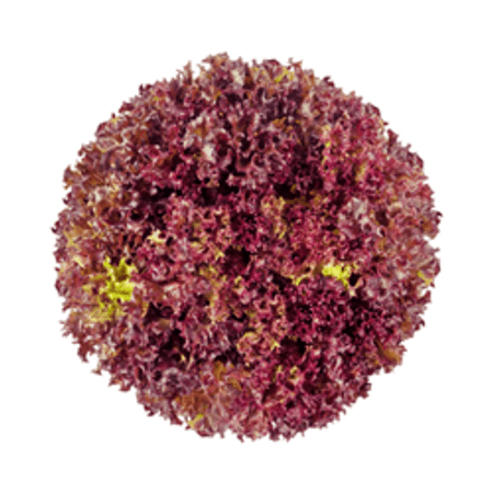 Sałata karbowana czerwona (szt)