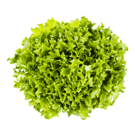 Sałata karbowana zielona (szt)