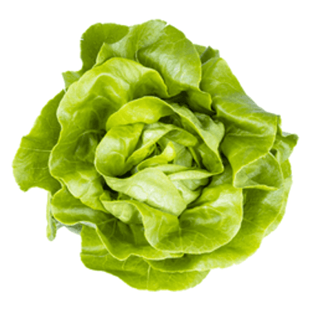 Sałata masłowa (szt)