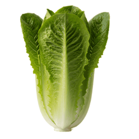 Sałata rzymska (szt)